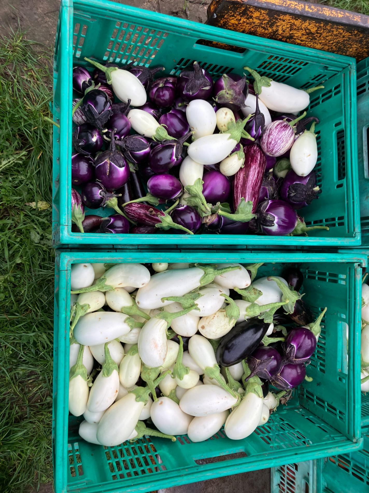 Aubergines (8 variétés)