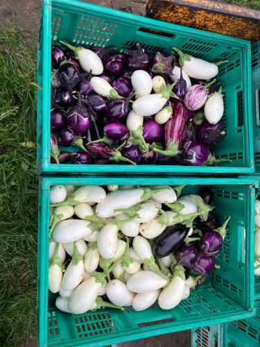 Aubergines (8 variétés)